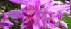 Bletila Striata or Hardy Ground Orchid
