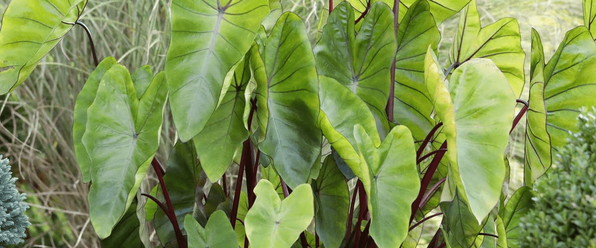 Colocasia Esculenta 'Hawaiian Punch' - dutchflowerbulbs.com