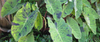 Colocasia Esculenta 'Mojito'