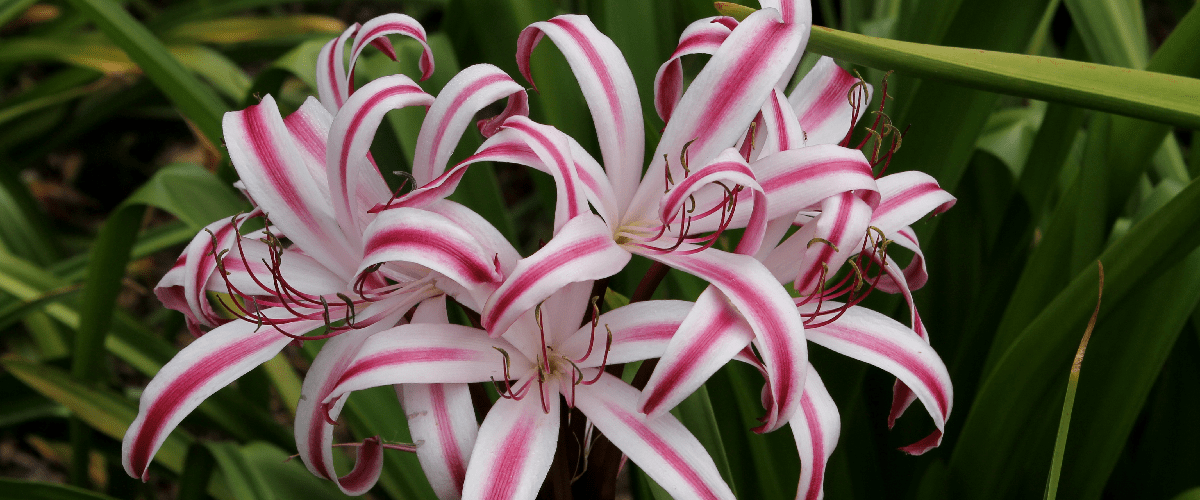 Crinum Lily - dutchflowerbulbs.com