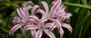 Crinum Lily