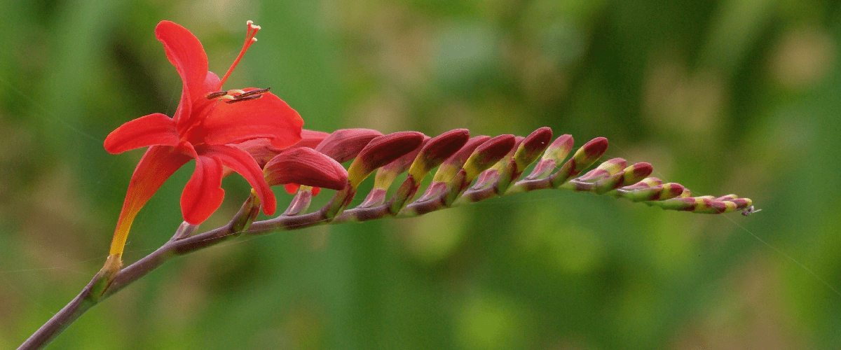 Crocosmia Lucifer - dutchflowerbulbs.com