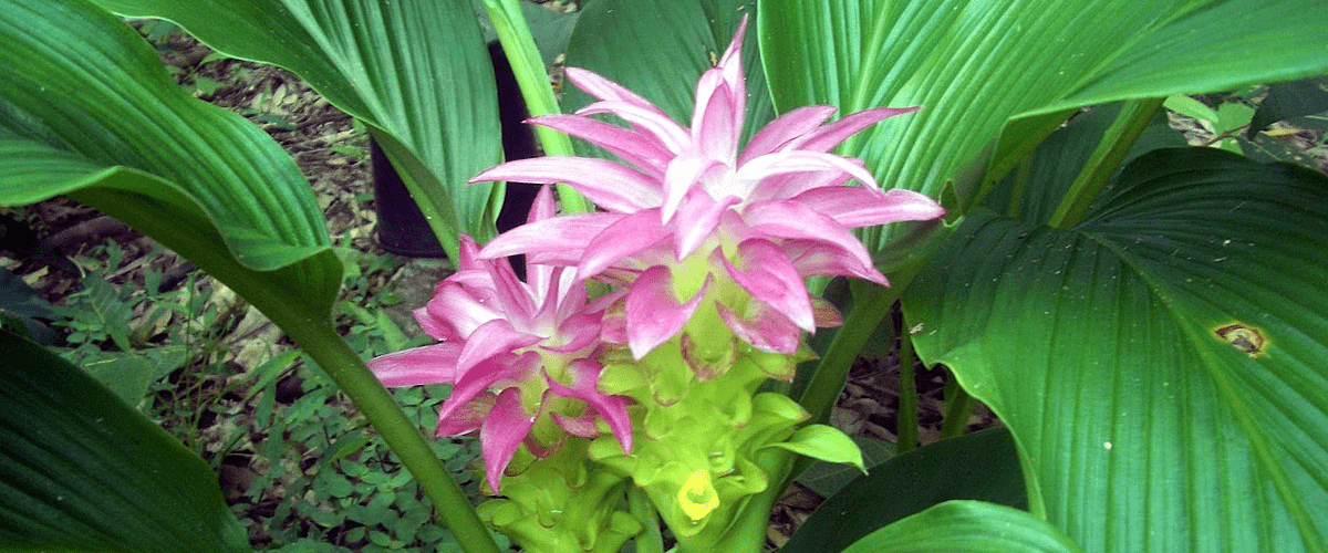 Curcuma Or Ginger Plant - dutchflowerbulbs.com