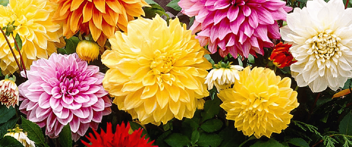 Dinnerplate Dahlias - dutchflowerbulbs.com