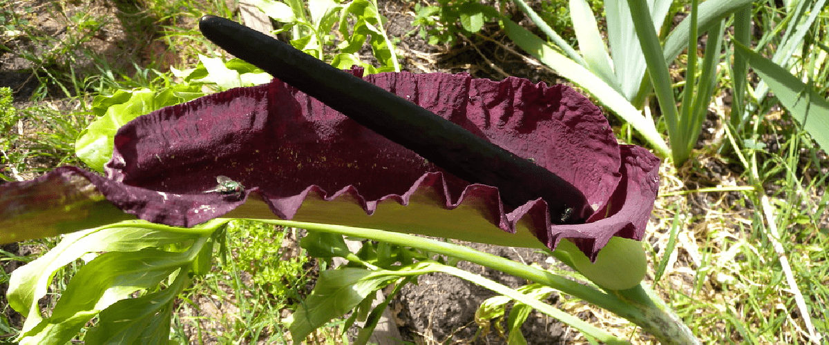 Dracunculus Vulgaris - dutchflowerbulbs.com
