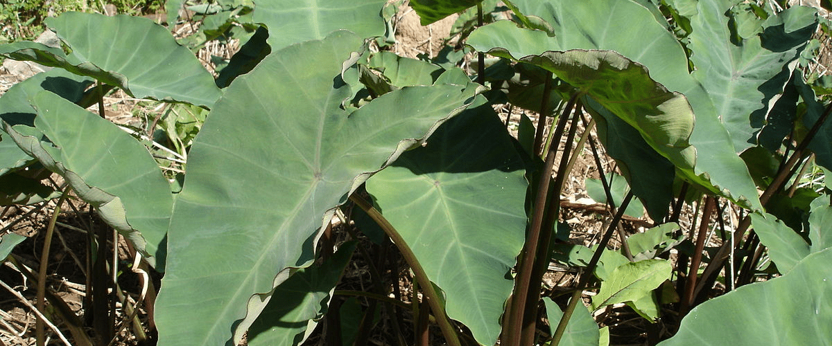 Elephant Ears Colocasia Esculenta - dutchflowerbulbs.com