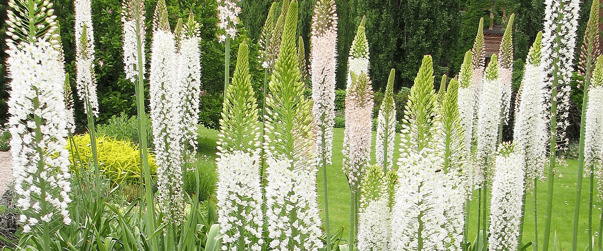 Eremurus Or Foxtail Lily - dutchflowerbulbs.com