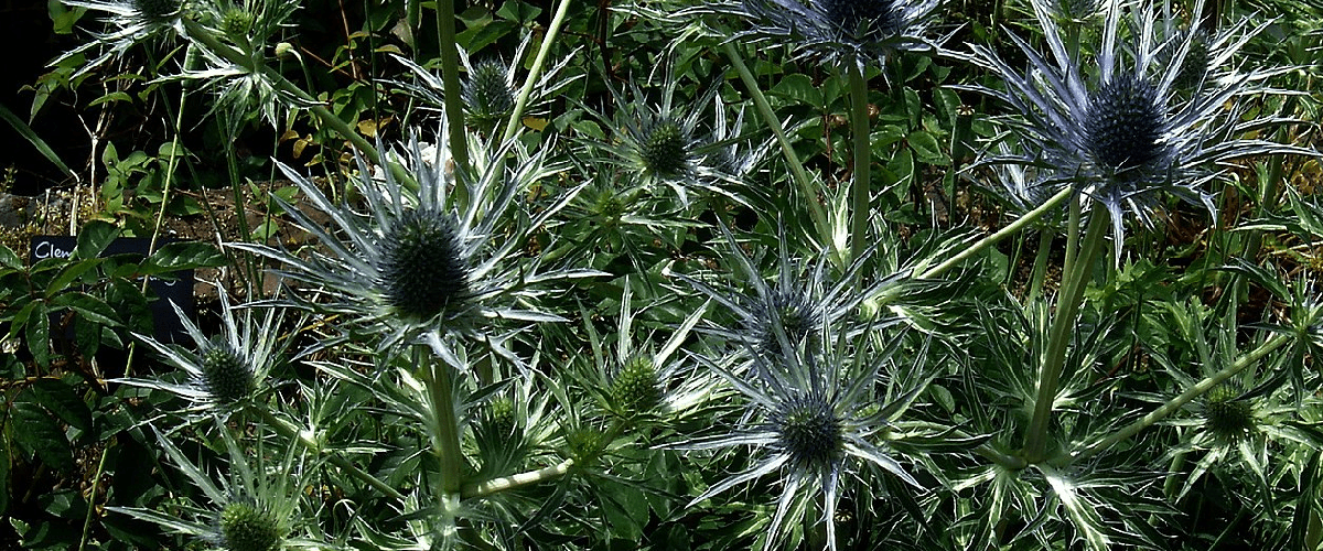 Eryngium or Sea Holly - dutchflowerbulbs.com