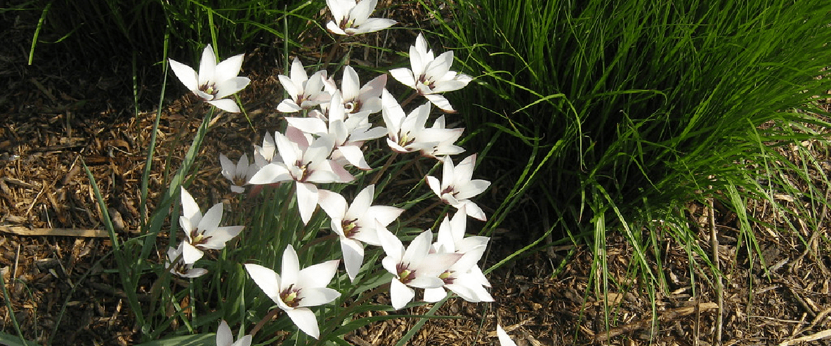 Gladiolus Murielae Or Peacock Gladiolus (acidenthera) - dutchflowerbulbs.com