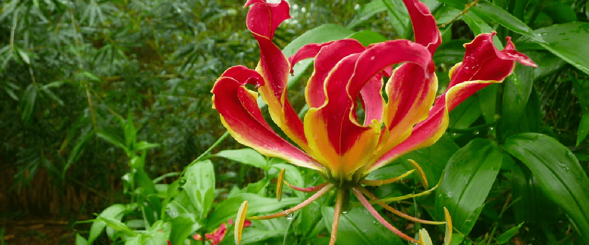 Gloriosa Rothschildiana - dutchflowerbulbs.com