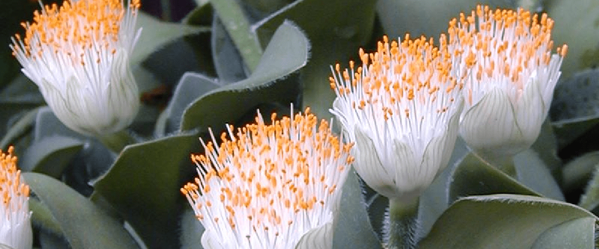 Haemanthus or Scadoxus Multiflorus - dutchflowerbulbs.com