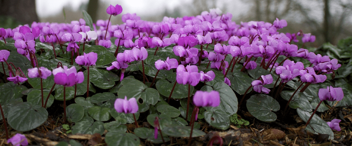 Hardy Cyclamen - dutchflowerbulbs.com
