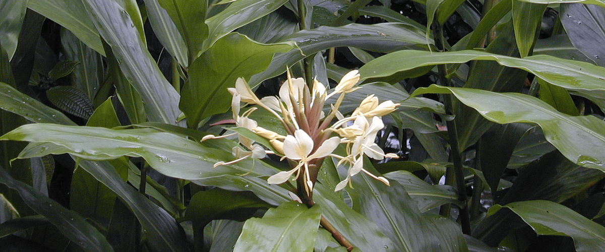 Hedychium - dutchflowerbulbs.com