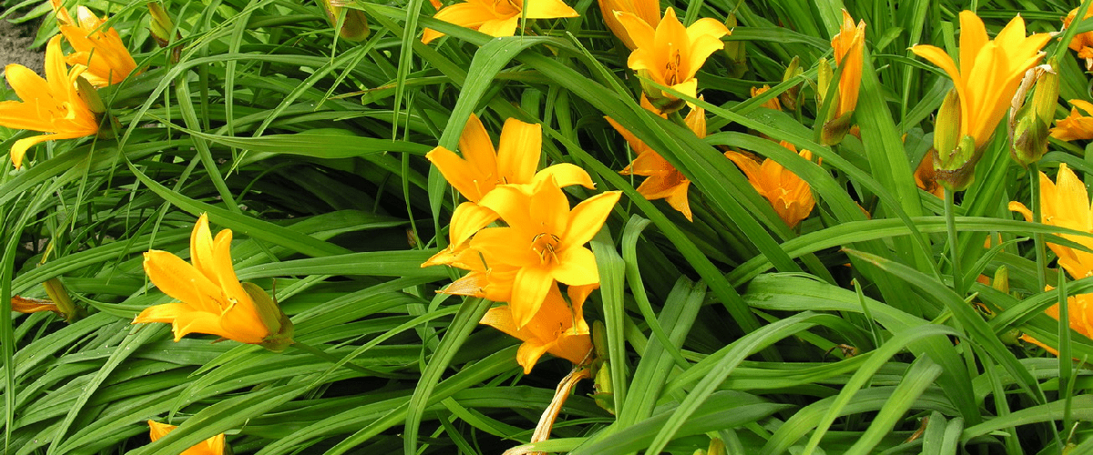 Hemerocallis or Daylily - dutchflowerbulbs.com