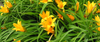 Hemerocallis or Daylily