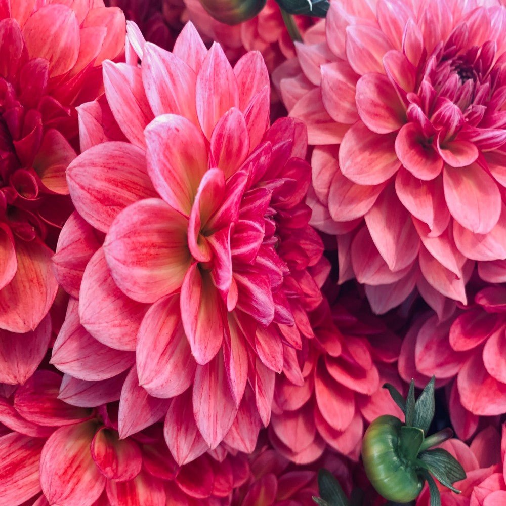 How to plant Spring bulbs? - dutchflowerbulbs.com