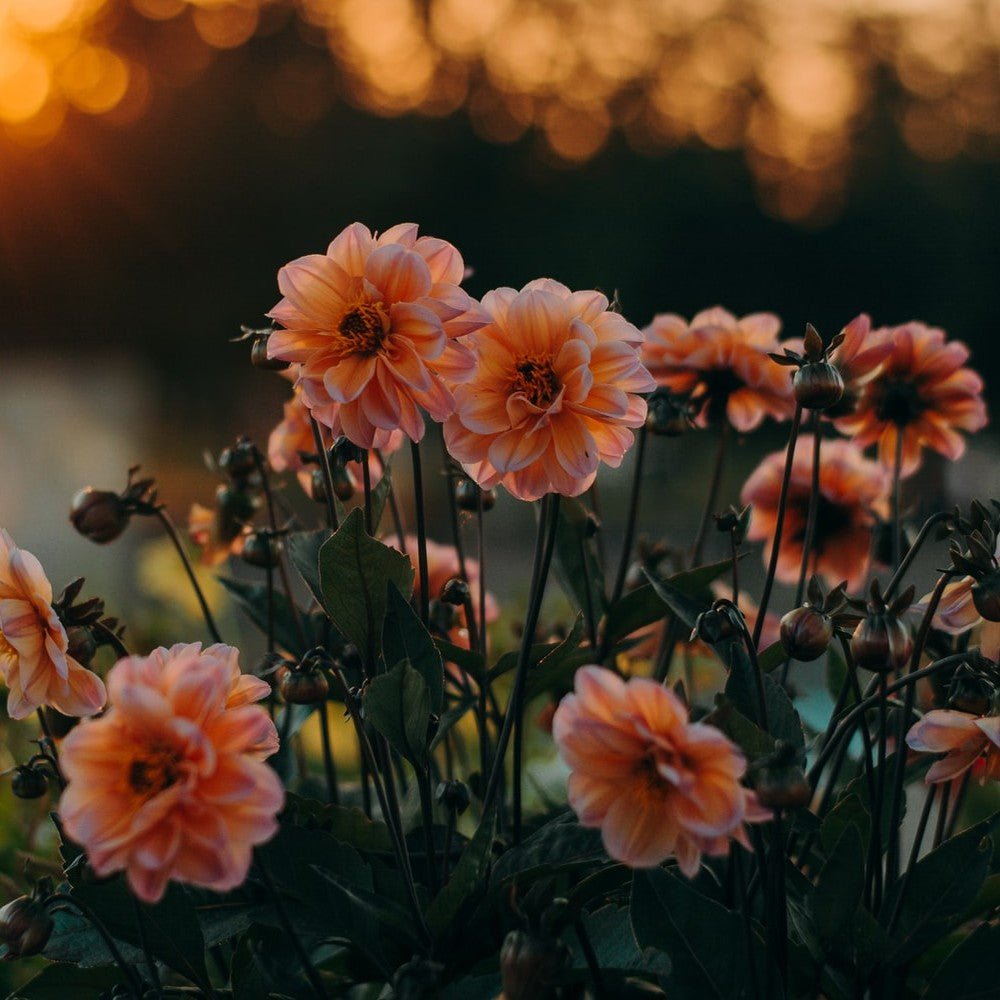 How to take care of Spring bulbs? - dutchflowerbulbs.com