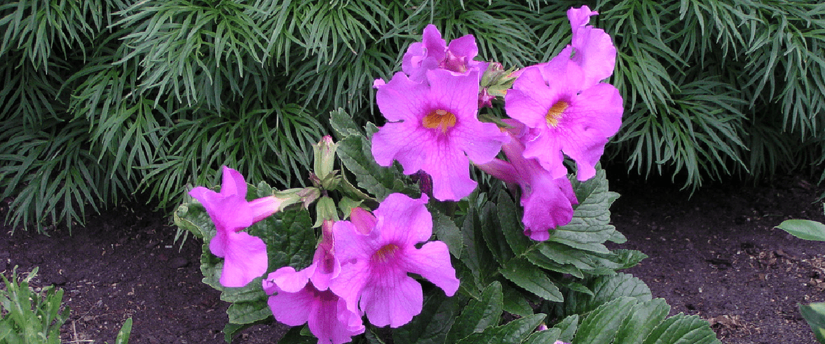 Incarvillea Delavayi or Hardy Gloxinia - dutchflowerbulbs.com