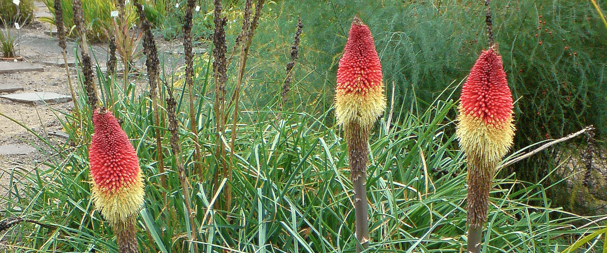 Kniphofia or Torchlily - dutchflowerbulbs.com