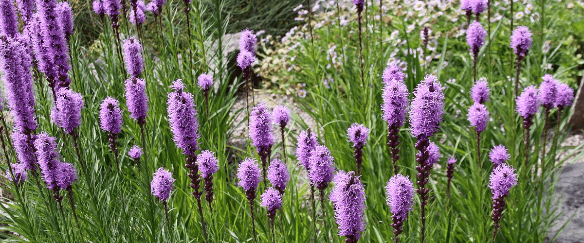 Liatris Common Name Gayfeather Or Blazing Star - dutchflowerbulbs.com
