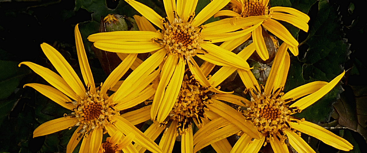 Ligularia Dentata Desdemona - dutchflowerbulbs.com