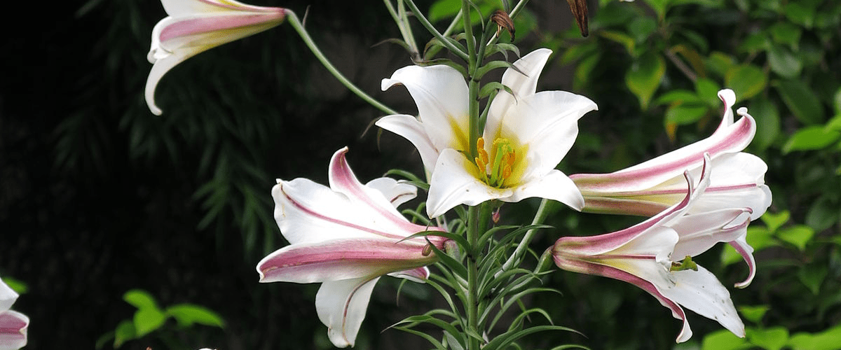 Lilium Trumpet Lily - dutchflowerbulbs.com