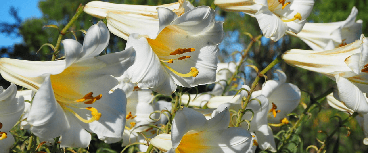 Lilium Tree Lily or Friso Lily - dutchflowerbulbs.com