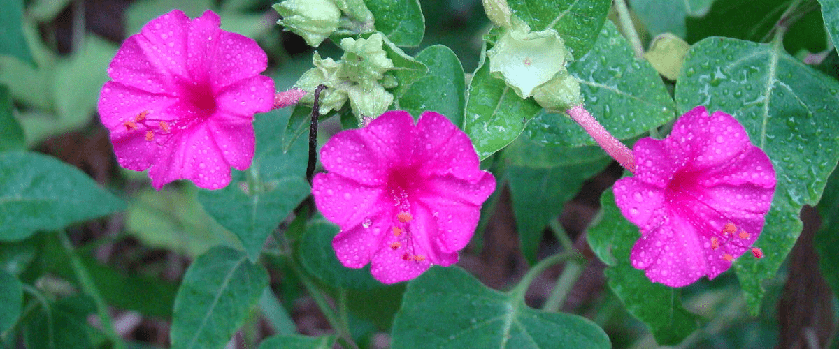 Mirabilis Or Four-O-Clock - dutchflowerbulbs.com