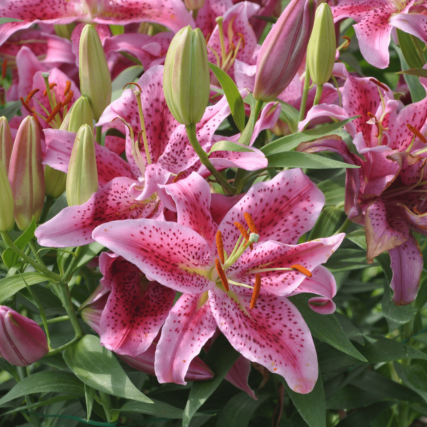 How to plant Lilies? - The ultimate planting guide for Lilies - dutchflowerbulbs.com