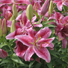 How to plant Lilies? - The ultimate planting guide for Lilies - dutchflowerbulbs.com