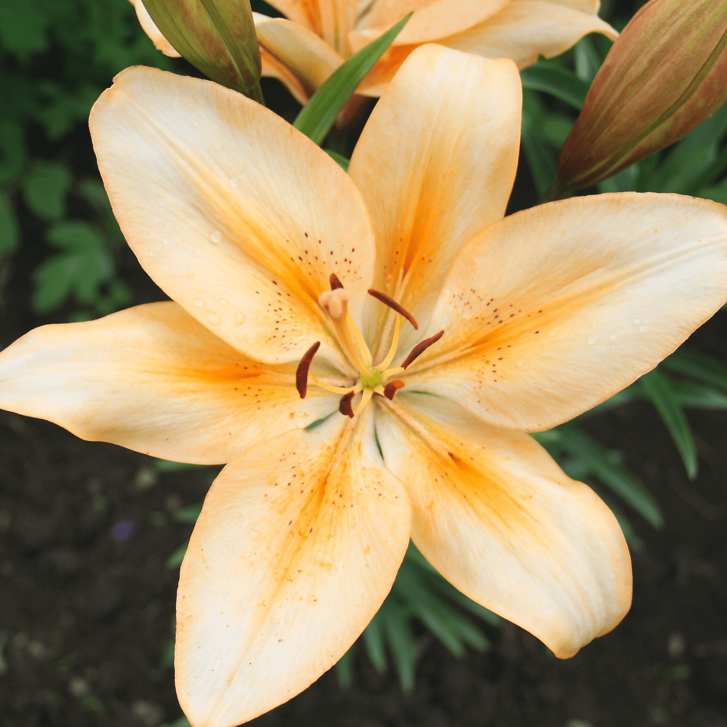 How to grow Lilies? - The ultimate growing guide for Lilies - dutchflowerbulbs.com