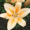 How to grow Lilies? - The ultimate growing guide for Lilies - dutchflowerbulbs.com
