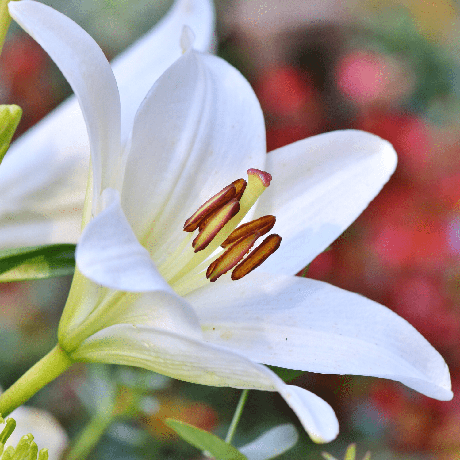 The ultimate guide to planting, growing, and caring for your Lilies! - dutchflowerbulbs.com