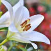 The ultimate guide for lilies