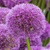 Close-up of a purple Allium, standing on a tall, green stem