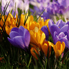 Crocus planting instructions - dutchflowerbulbs.com