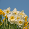 White daffodil with yellow heart, standing in a daffodil field