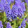 Close-up of a blue Grape Hyacinth in full bloom with sun