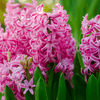 Hyacinths planting instructions - dutchflowerbulbs.com