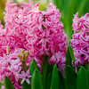 Pink Hyacinths in full bloom with green foliage, and a green background