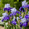 Iris planting instructions - dutchflowerbulbs.com