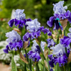 Group of blue-purple Irises standing in a garden with green background
