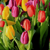 Mixed combinations planting instructions - dutchflowerbulbs.com