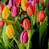 Group of mixed tulips standing in a garden field with green foliage