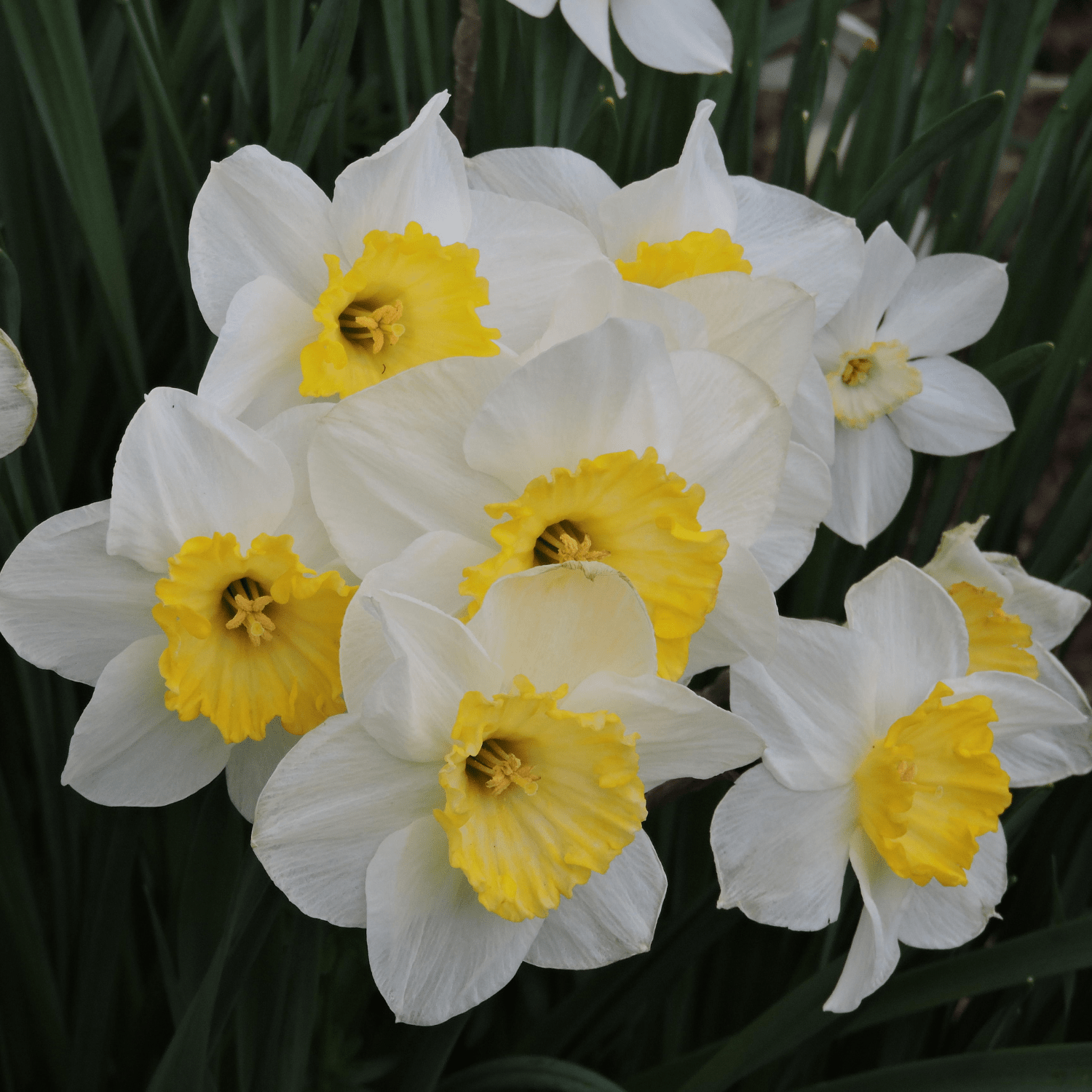 How to care for Daffodils? - The ultimate caring guide for Daffodils - dutchflowerbulbs.com