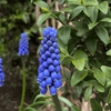 How to plant Grape Hyacinths? The ultimate planting guide for Grape Hyacinths - dutchflowerbulbs.com