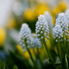 How to grow Grape Hyacinths? The ultimate growing guide for Grape Hyacinths - dutchflowerbulbs.com