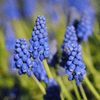 How to care for Grape Hyacinths? The ultimate caring guide for Grape Hyacinths - dutchflowerbulbs.com