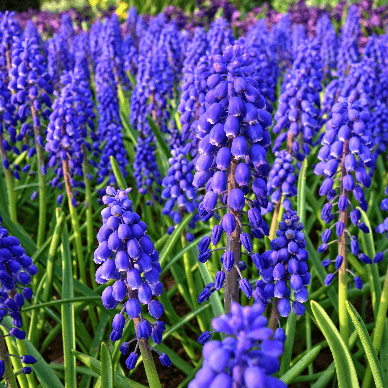 The ultimate guide to planting, growing, and caring for your Grape Hyacinths! - dutchflowerbulbs.com