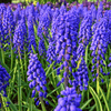 The ultimate guide to planting, growing, and caring for your Grape Hyacinths! - dutchflowerbulbs.com